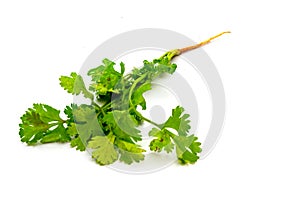 Coriander on a white background