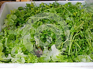 Corianders and lettuces kept in a foam box to keep the temperature low, in order to keep them moist and fresh photo
