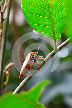 A Coridius chinensis stopped on a longan branch