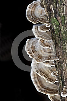 Coriolus Versicolor Fungus photo