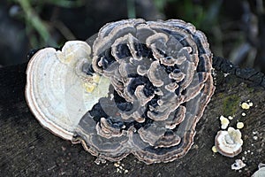 Coriolus versicolor mushroom