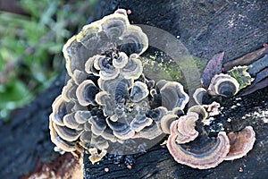 Coriolus versicolor mushroom