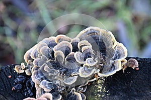 Coriolus versicolor mushroom