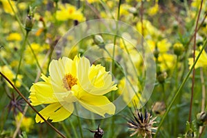 Coriopsis lanceolata, yellow flower