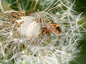 Corizus hyoscyami commonly called the cinnamon bug or black and red squash bug.