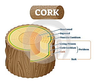 Cork as natural material cross section labeled structure vector illustration