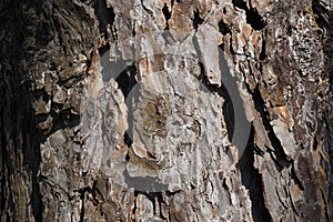 Cork, bark, bast and cambium of a pine close-up. Woody, wooden background in brown color. Rough surface of a tree trunk