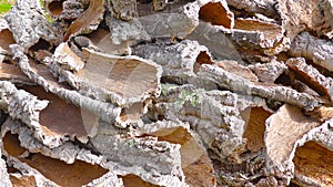 Cork, Cork pieces. Many pieces from the cork oak bark, natural raw material, ready to transportation and further processing.