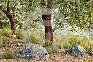 Cork extraction of the cork oak forest in the Alcornocales Natural Park in Cadiz, Spain photo