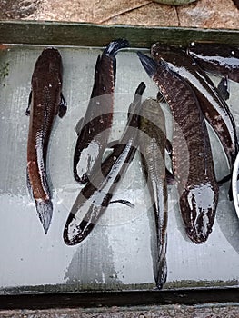 Cork or Haruan river fish from South Kalimantan, still fresh, alive.