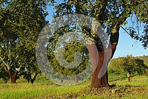 Cork oak 04