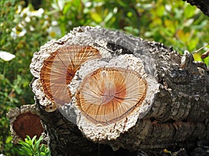 Cork oak