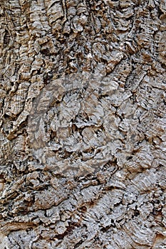 Cork oak, detail of the bark