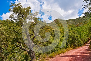 Espadan forest in Castellon