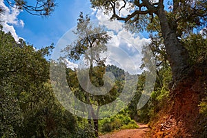 Espadan forest in Castellon