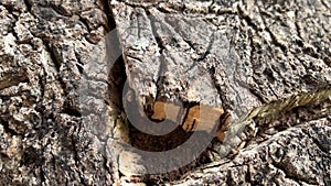 Cork oak is an evergreen tree native to southwestern Europe and North Africa species of the oak genus of the beech