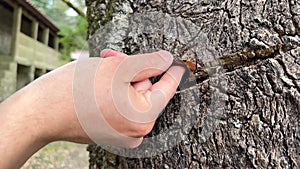 Cork oak is an evergreen tree native to southwestern Europe and North Africa species of the oak genus of the beech