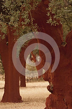 Cork oak after the extraction of the cork, Quercus suber, Spai