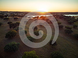 Cork oak forest by the lake at sunset - Alentejo, Portugal