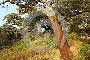 Cork Oak Forest, Los Alcornocales Natural Park, Spain photo