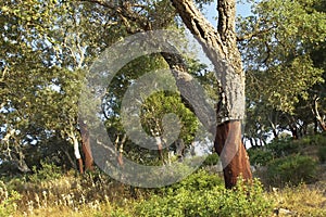 Cork Oak Forest, Los Alcornocales Natural Park, Spain photo