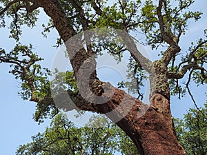 Cork oak. Harvested cork tree trunk in Portugal.