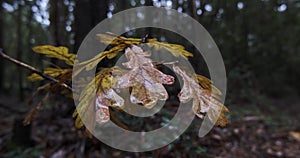 Cork oak leaves in the forest in autumn, turning brown. Wet leaves on a rainy fall day.