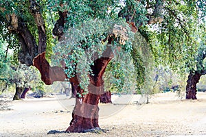 Cork oak orchard in the Extremadura, Spain