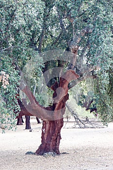 Cork oak orchard in the Spanish Extremadura