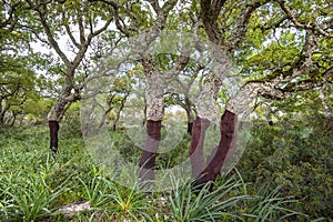 Cork oak Quercus suber On the `Giara di Gesturi`