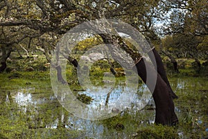 cork oak Quercus suber On the `Giara di Gesturi`Italy