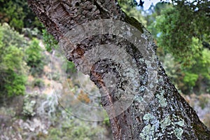 Cork oak in Sardinia island, Italy