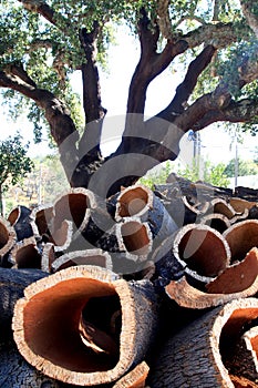 Cork oak and stacked bark in Alentejo, Portugal