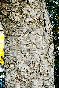 Cork Oak Tree