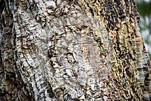 Cork Oak Tree