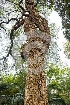 Cork Oak Tree