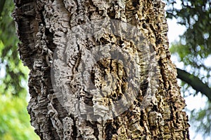 Cork Oak Tree