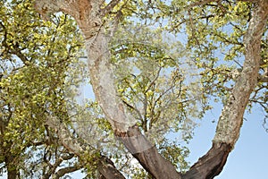 Cork Oak Tree