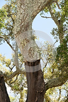 Cork Oak Tree