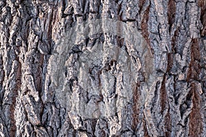Cork oak tree bark texture. Old Tree bark texture. Natural background