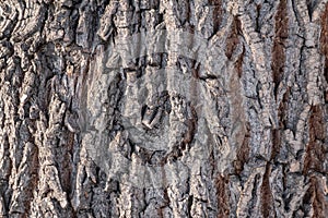 Cork oak tree bark texture. Old Tree bark texture. Natural background