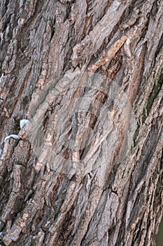 Cork oak tree bark texture. Old Tree bark texture. Natural background