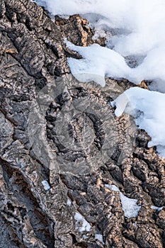 Cork oak tree bark texture with snow. Tree bark texture with snow. Natural background