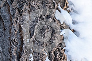 Cork oak tree bark texture with snow. Tree bark texture with snow. Natural background