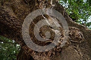 Cork oak tree. Close up of bark.