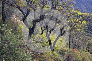 Cork Oak Tree Forest