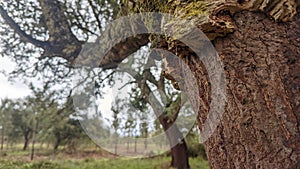 A cork oak tree forest in Portugal Quercus Suber