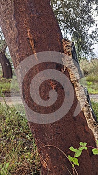 A cork oak tree harvested in Portugal Quercus Suber photo