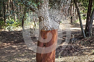 Cork Oak Tree in Portugal