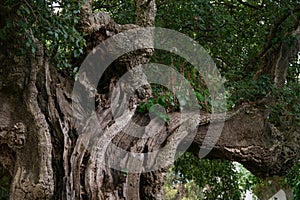 Cork oak tree in Portugal. Close up of branches and trunk.